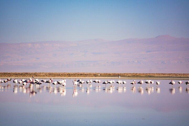 Tour de dia inteiro em Piedras Rojas Atacama inclui ticket