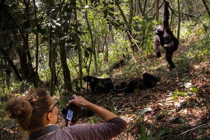Safari di 3 giorni in Uganda x2 con doppio gorilla da Kigali