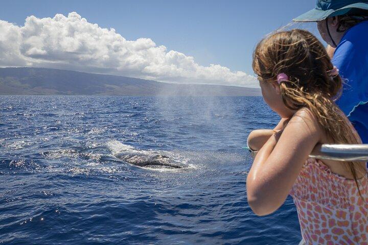 Tour mattutino di avvistamento delle balene a Maui con colazione continentale