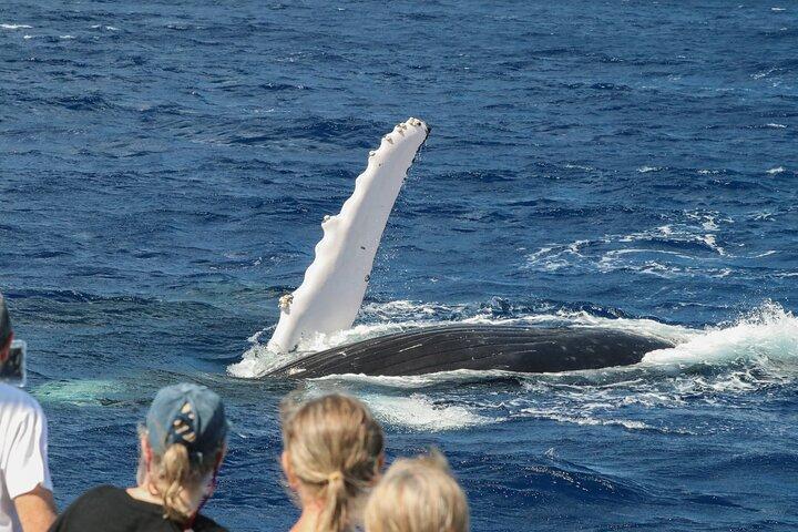 Tour mattutino di avvistamento delle balene a Maui con colazione continentale