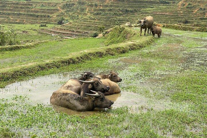 Scenic Sapa Trekking Tour Explore Rice Terraces, Ethnic Villages