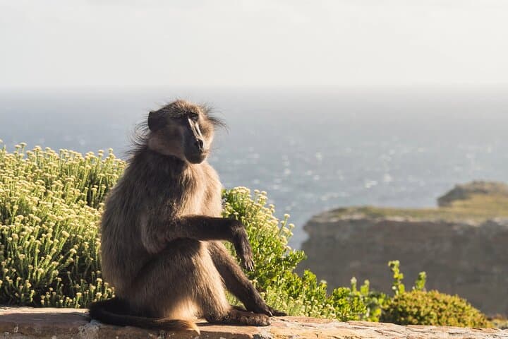 Table Mountain, Cape Point & Penguins Shared Tour