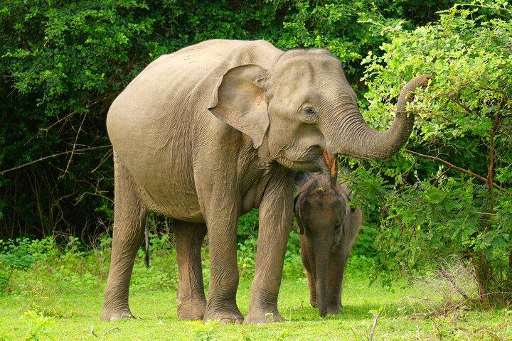 Yala Safari Private Tours - Landausflug vom Hafen Hambantota