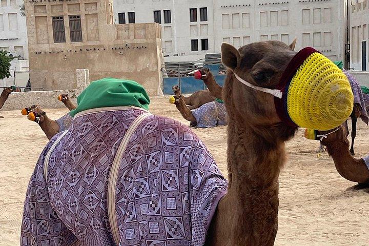 Doha Night Desert Safari com Camel Ride & Dune Bashing