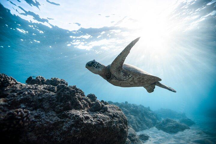 Wailea Wildlife Experience: Snorkel med havskildpadder