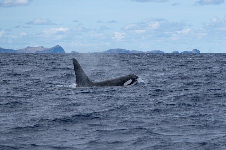 Osservazione di delfini e balene a Madeira