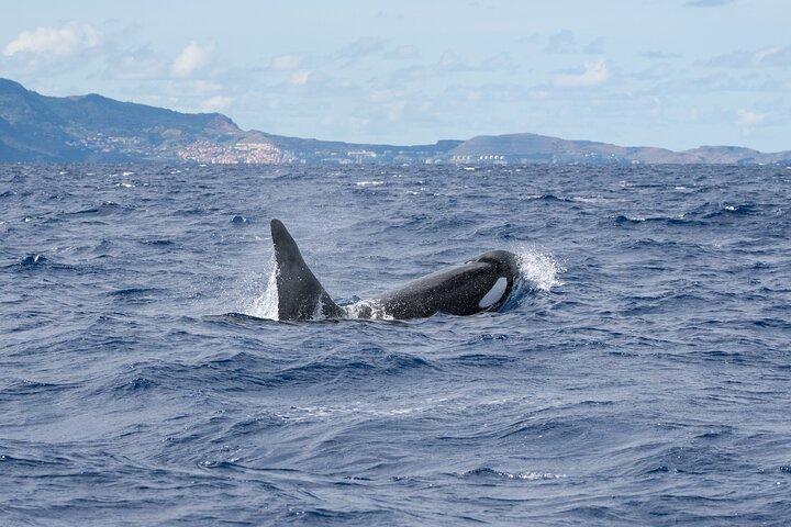 Osservazione di delfini e balene a Madeira
