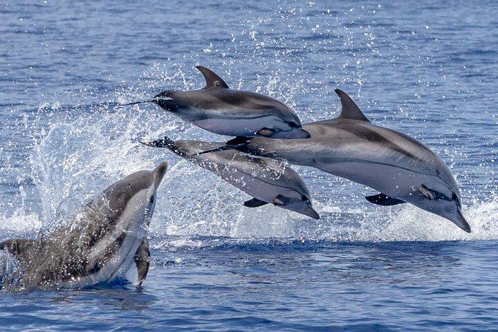 Osservazione di delfini e balene a Madeira