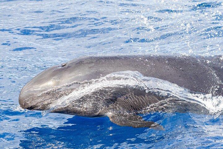 Osservazione di delfini e balene a Madeira