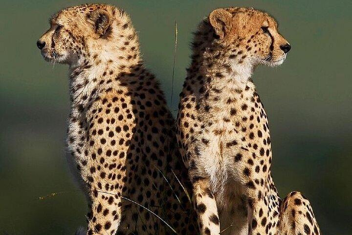 14-Day Combined Kenya And Tanzania Relaxed Luxury safari