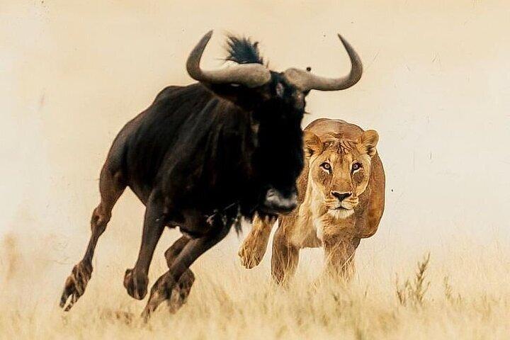 14-Day Combined Kenya And Tanzania Relaxed Luxury safari