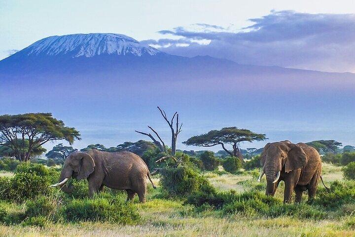 14-Day Combined Kenya And Tanzania Relaxed Luxury safari