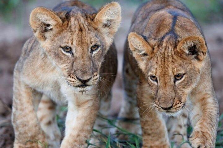14 giorni Safari in Kenya e Tanzania