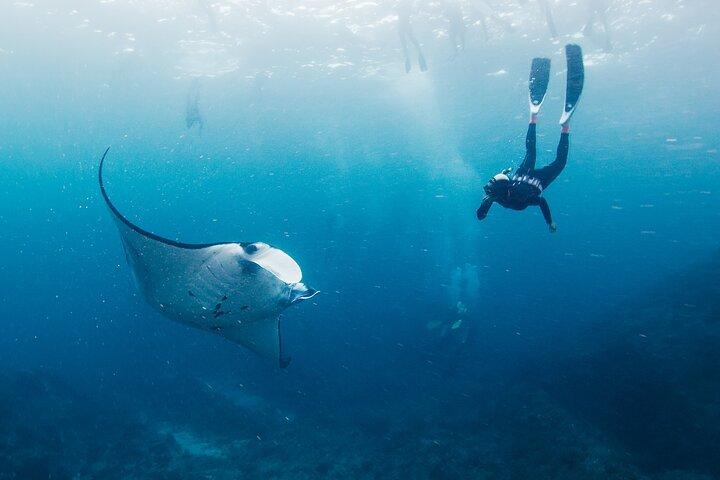 Nusa Penida Manta Point ou Manta Bay Snorkeling Trip à Bali