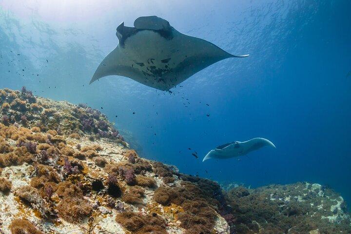 Nusa Penida Manta Point ou Manta Bay Snorkeling Trip à Bali