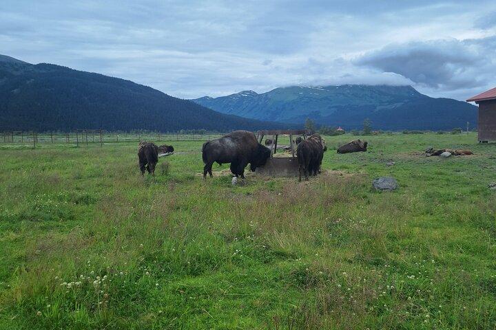 Dagtour in Turnagain
