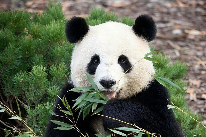 11 dage Kina Wildlife Expedition og Giant Panda Adventure Tour