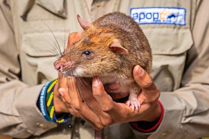 Siem Reap : Tarde APOPO Rats Tour + Opción Phare Circus