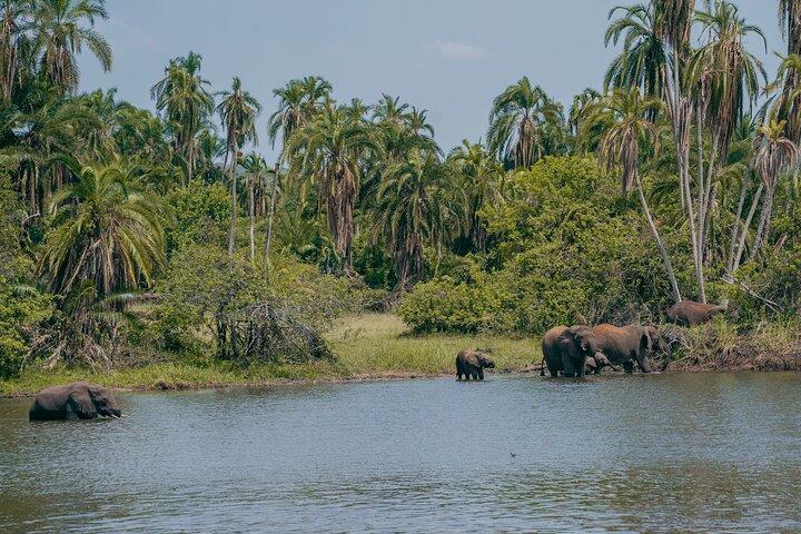 5 - Dag Akagera, Vulkaner og Nyungwe Wildlife Safari