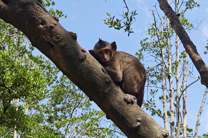 Can Gio Mangrove Biosphere Reserve Canoe & Wildlife Tour