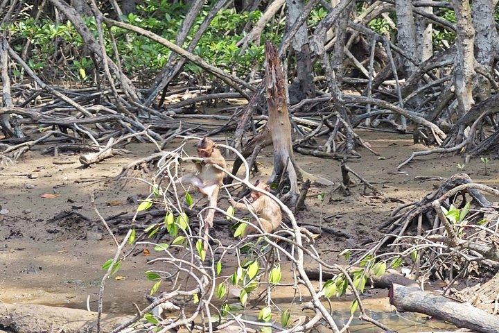 Can Gio Mangrove Biosphere Reserve Canoe & Wildlife Tour