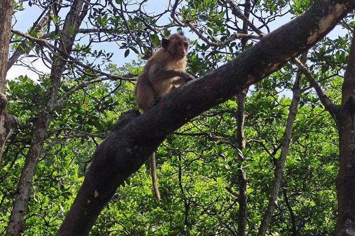 Can Gio Mangrove Biosphere Reserve Canoe & Wildlife Tour