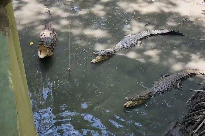 Can Gio Mangrove Biosphere Reserve Canoe & Wildlife Tour