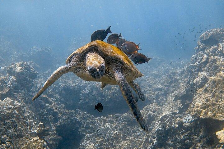 Tour di 5 ore di snorkeling e tartarughe Molokini a Maui