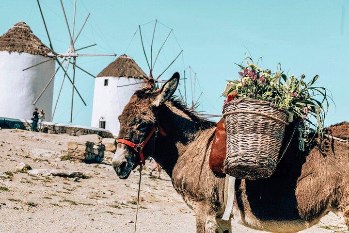 Design din perfekte ødag – privat tur til Mykonos