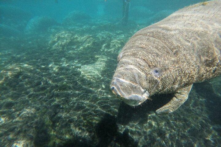 VIP Private Manatee Tour de Natação