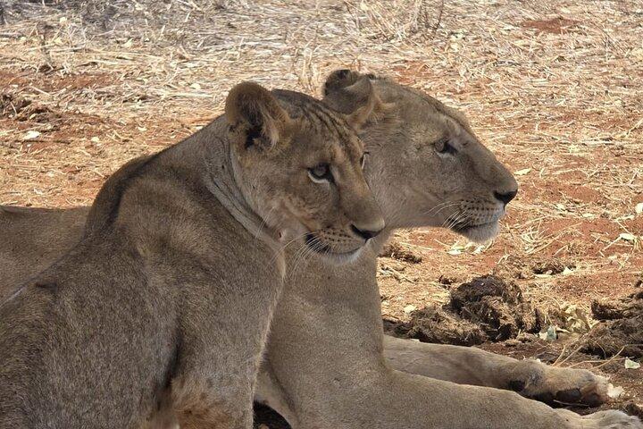 1 Jour Tsavo Est et Ouest Extreme Wildlife Safari Adventure