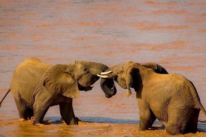 1 Jour Tsavo Est et Ouest Extreme Wildlife Safari Adventure