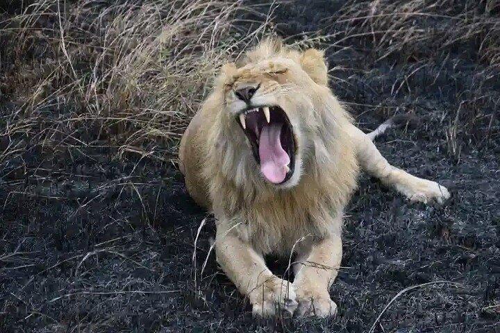 Safari d'une nuit à Tsavo à l'est de Diani, Watamu et Mombasa