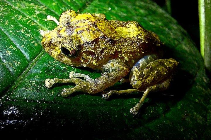 Monteverde Night Tour Unique Experience