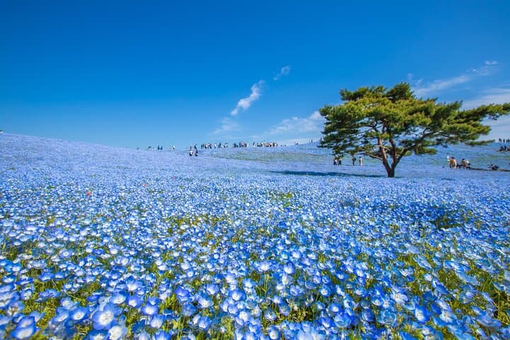 Spring Hitachi Seaside & Ashikaga Flower Park Tour from Tokyo