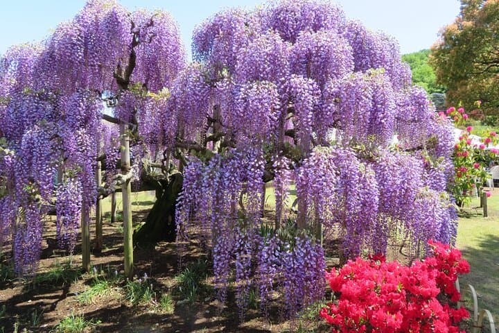 Spring Hitachi Seaside & Ashikaga Flower Park Tour from Tokyo