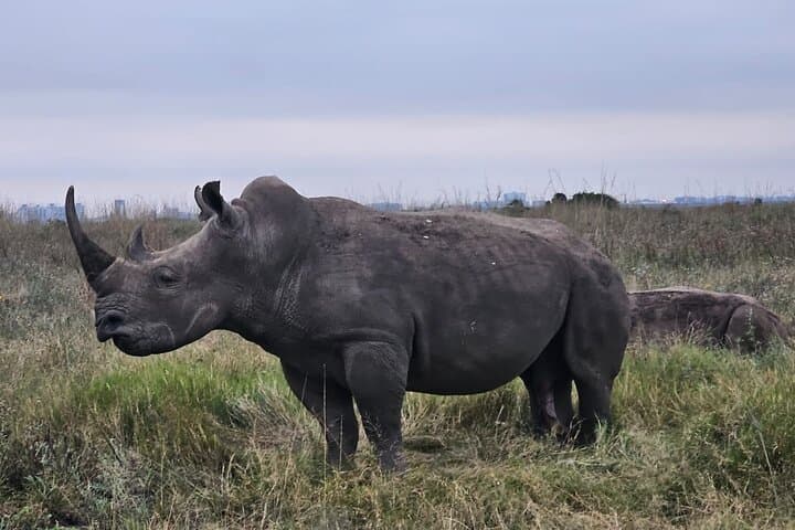 Nairobi National Park–A Safari Adventure at the Edge of the City