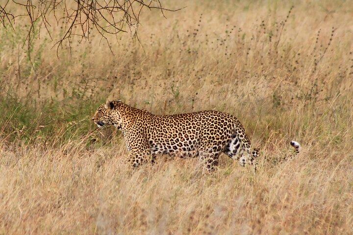 4 - Day Big Five Safari : セレンゲティ、ンゴロンゴロ、タランギル