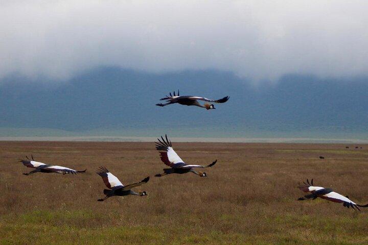 4 - Day Big Five Safari : セレンゲティ、ンゴロンゴロ、タランギル