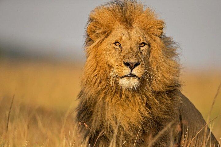 2 Days Masai Mara Group Safari in 4WD Jeep From Nairobi