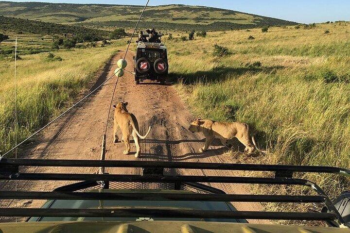 2 Days Masai Mara Group Safari in 4WD Jeep From Nairobi