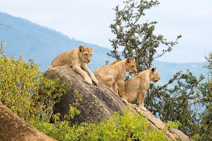 2-dages Tsavo East Safari fra Diani Beach