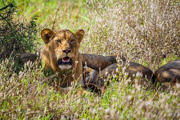 2 Tage Tsavo Ost Safari ab Diani Beach