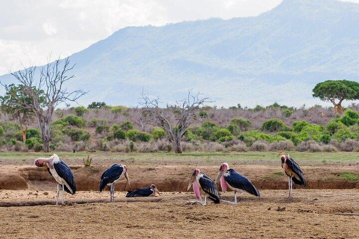 2 Tage Tsavo Ost Safari ab Diani Beach