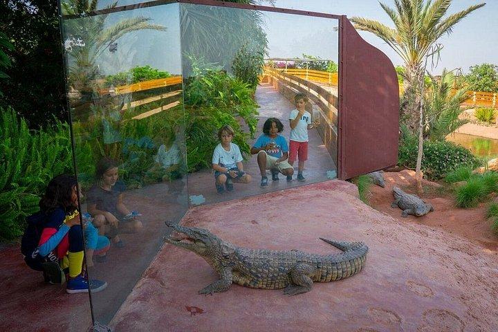 Agadir / Taghazout : Crocoparc & Tree-Climbing Goats Tour