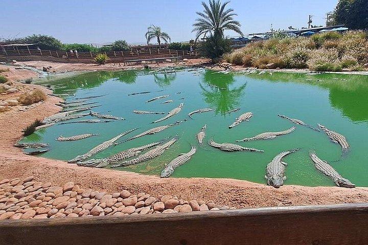 Agadir / Taghazout : Crocoparc & Tree-Climbing Goats Tour