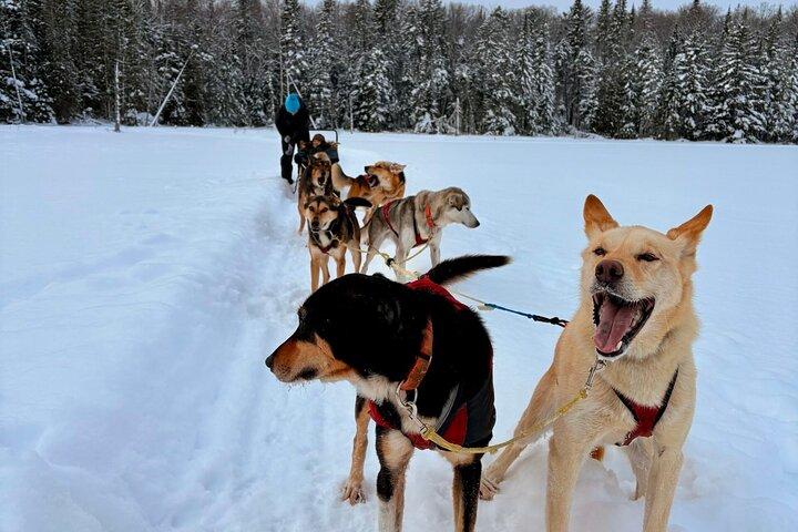 犬ぞりダイブルアドベンチャー in モントラン