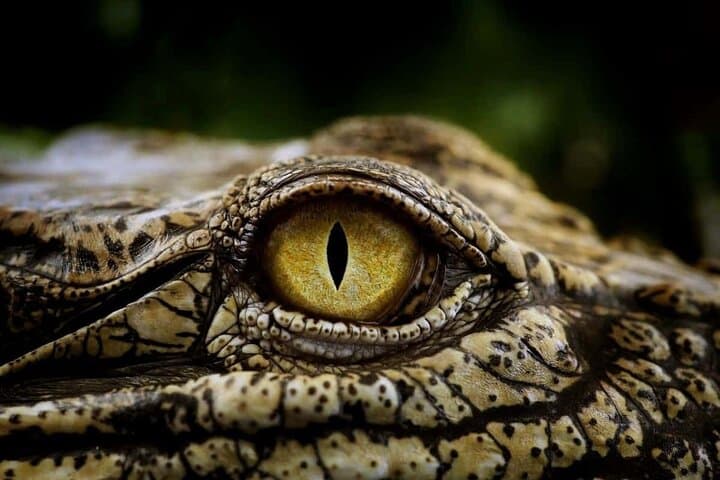 3-Days -Attraction:Crocodile Diving Cage & Cape Point & Wine