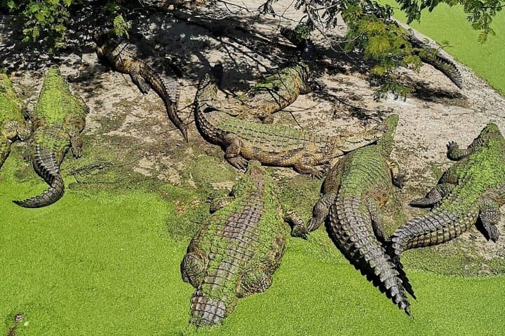 3-Days -Attraction:Crocodile Diving Cage & Cape Point & Wine