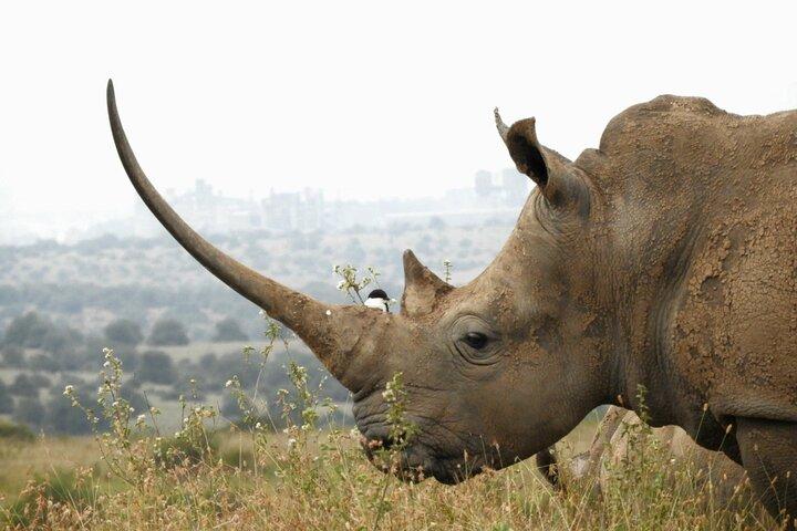 Halve dag: safari Game Drive in Nairobi Park / Elephant Sanctuary / giraffe Centre
